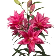 香水百合種球四季花卉好養(yǎng)易活盆栽室內(nèi)花植物種球濃香百合花種球 D多頭重瓣4 百合種球一顆