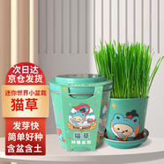 IAM City Farmer貓草迷你盆栽 兒童種植小盆栽diy套裝綠植植物觀察貓咪零食10027