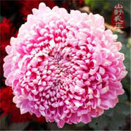 菊花種子四季播種戶外耐寒花卉種籽庭院造景陽臺(tái)盆栽觀賞花草種子 奇趣菊花 1包種子240粒+復(fù)合肥+發(fā)芽粉
