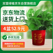 雙盟綠蘿盆栽除甲醛花卉綠植辦公室新房?jī)艋諝?80款福字4盆源頭直發(fā)