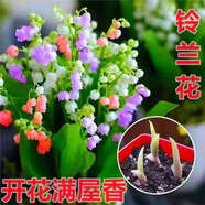 鈴蘭花盆栽花卉植物室內(nèi)四季種球植物帶芽濃香耐寒花苗種花好養(yǎng)活 熱賣混色四季開花 1顆帶芽根