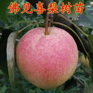 聽(tīng)雪樓梨樹(shù)果苗秋月梨翠冠嫁接苗雪梨蘋(píng)果梨果樹(shù)果苗碭山香梨梨子樹(shù)果苗 佛見(jiàn)喜梨 10年精品大苗【帶土球發(fā)貨】1顆