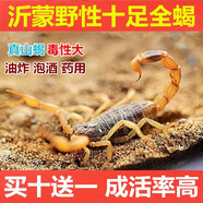 蝎子活全蝎正宗沂蒙山野性十足活蝎子食用活體毒蝎子油炸泡酒煲湯 50只特大公蝎6-7厘米送5只防死