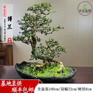 卓美御庭小葉榆樹(shù)盆栽綠植擺件雀梅梔子花室內外客廳高端造型盆景中秋禮物 海南博蘭02號