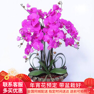初卉（C·hui）【送貨上門】蝴蝶蘭盆栽帶花帶苞年宵花盆栽花卉真花喬遷全國配送 六枝紫色（帶盆栽好）