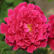 清韻伊人 月季花樹苗爬藤當年開花月季花苗特大花盆栽地載庭院薔薇 魅力波浪【不爬藤】