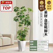 嘆為觀止大型植物發(fā)財樹各種大顆盆栽開業(yè)喬遷客廳辦公室內(nèi)好養(yǎng)大型花卉 造型鴨腳木【1.6-1.8米】 含盆