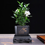 幼薇小葉梔子花四季盆栽植物室內(nèi)好養(yǎng)辦公室桌面帶盆景花苞開花小綠植 梔子花+舍得PVC盆+方形底盤 帶盆栽好