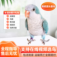 若宸智慧農(nóng)業(yè)鸚鵡活體養(yǎng)殖基地直發(fā)健康活潑可愛 藍(lán)和尚鸚鵡1只