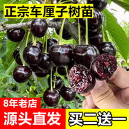 歐悟【買2顆送1顆】嫁接車?yán)遄訕涿绱髾烟覙涿缗柙怨麡涿缒灸媳狈椒N植 黑珍珠車?yán)遄訕涿?七年大苗（結(jié)果多）