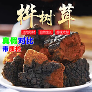 伊梵麥俄羅斯進(jìn)口樺樹茸樺樹榮白樺茸茶樺樹淚樺褐孔菌可搭糖尿島產(chǎn)品 樺樹茸500g(大塊)