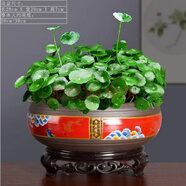 意軒銅錢(qián)草水培盆栽室內(nèi)室外花卉金錢(qián)草綠植吸綠植花草植物 銅錢(qián)草+年年有余陶瓷盆+PVC底座