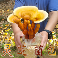 菇婆婆平菇蘑菇種植菌包菌棒盆栽食用菌種家庭趣味栽培陽臺(tái)采新鮮的蘑菇 靈芝【出口級(jí)-1袋裝】 袋裝