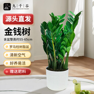 九千谷金錢(qián)樹(shù)盆栽擺件辦公室內客廳綠植花卉盆景55-65cm源頭直發(fā)