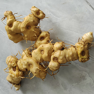 KE深山新鮮黃精 多花黃精 老虎姜 補氣血煲湯食材泡酒中藥材 精品黃精 1斤