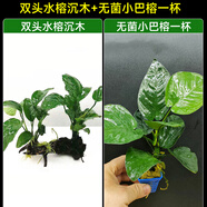臨雅水榕水草植物魚缸造景沉木帶水草溶定植大水榕迷你幽靈辣椒榕陰性 雙頭大葉榕沉木+小巴榕1顆