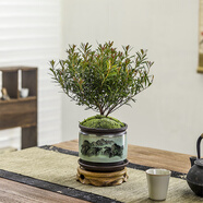 八芽 小葉赤楠盆景擺件室內(nèi)綠植花卉盆栽老樁客廳辦公室桌面好養(yǎng)植物 （山水盆+苔蘚+托盤+圓托）