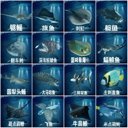林暢模玩兒童海洋動物玩具實心仿真深海魚模型鋸鰩刺魟蝠鲼箱鲀認知生物 深海魚模型16件套