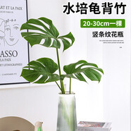 壹植龜背竹水培植物盆栽大號老樁室內客廳天堂鳥(niǎo)花瓶耐陰常青好養綠植 龜背竹20～30cm一棵+豎條紋花瓶