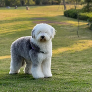井莎古牧幼犬英國古代牧羊犬寵物狗狗活體大型犬小狗幼崽狗活物 混血級