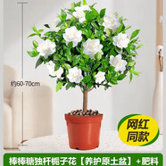 愛你一萬年梔子花盆栽花卉植物室內(nèi)綠植四季好養(yǎng)茉莉花源頭直發(fā)驅(qū)蚊組合包郵 棒棒糖梔子花60-70cm（原土盆）