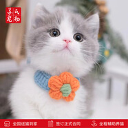 涴喵 蘇氏純種英短幼貓短毛貓大臉貓寵物貓咪活體輔助喂養(yǎng) 寵物級(jí) 【藍(lán)白】