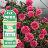 花友藤本月季花苗月季花樹苗盆栽特大花苗庭院爬藤植物陽臺(tái)薔薇爬墻 粉色達(dá)芬奇【爬藤】大苗 1-1.3米高度多分叉