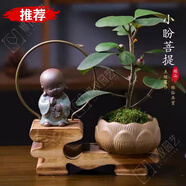 OIMG菩提樹盆栽禪意小盼菩提盆栽植物室內(nèi)花四季客廳觀葉辦公室綠植 小盼菩提+果子+蓮花盆+鋪面石+沙彌擺件+木托 帶盆栽好