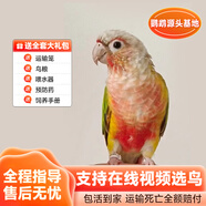 若宸智慧農業(yè)鸚鵡活體養殖基地直發(fā)健康活潑可愛(ài) 鳳梨小太陽(yáng)1只