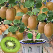 獼猴桃苗正宗紅心獼猴桃當年結果陽(yáng)臺庭院南北方種植果樹(shù)苗大全 綠肉綠心 當年小弱苗