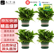九千谷綠蘿盆栽除甲醛客廳陽臺綠植花卉加侖盆4盆帶試劑盒源頭直發(fā)