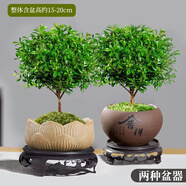 京云夢(mèng)小葉赤楠盆景室內(nèi)綠植盆栽辦公室小葉赤楠舍得盆+蓮花盆源頭直發(fā)