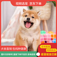 伊寵純種小柴犬日本柴犬幼犬活體柴犬幼犬寵物狗小柴活體幼犬小型犬 寵物級 A級 公