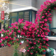 紅木香四季開花紅花木香花樹苗紅木香爬藤大苗【買一發(fā)三】紅木香 紅色【爆花神器】 八年苗【買一加三】當年開花爆滿