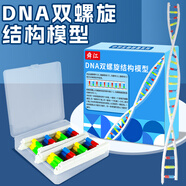 舜江DNA雙螺旋結構模型組件 遺傳基因 教具解旋復制 DNA單鏈 24對堿基配對腺嘌呤胸腺嘧啶鳥(niǎo)嘌呤胞嘧啶