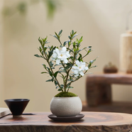 八芽小葉梔子花盆栽開花植物室內(nèi)桌面茶幾好養(yǎng)花卉綠植辦公室凈化空氣 梔子花+白裂紋金邊陶瓷盆+紫砂托盤+苔蘚鋪好發(fā)貨 帶盆栽好