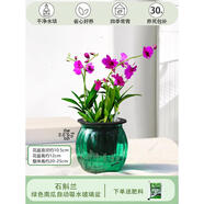 石斛蘭室內盆栽桌面花卉辦公室綠植帶花栽好淡香蘭花懶人花卉植物 綠色南瓜玻璃盆石斛蘭+1袋 帶盆栽好
