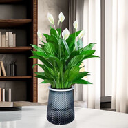 白掌一帆風(fēng)順盆栽植物室內花卉綠植水養四季開(kāi)花新手好養活 白掌1盆（繁星盆）