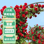 花友藤本月季花苗月季花樹苗盆栽特大花苗庭院爬藤植物陽臺(tái)薔薇爬墻 蒂娜【爬藤】大苗 1-1.3米高度多分叉