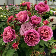 清韻伊人 月季花樹苗爬藤當(dāng)年開花月季花苗特大花盆栽地載庭院薔薇 葵【不爬藤】