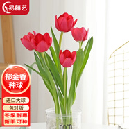 易囍藝 郁金香種球水培盆栽花卉土培室內花綠植盆栽水養植物花卉進(jìn)口大 紅色郁金香1球+營(yíng)養液