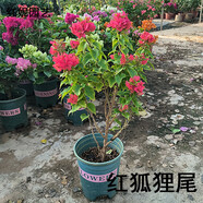 步戀三角梅盆栽大盆老樁花卉重瓣四季開(kāi)花室內庭院陽(yáng)臺桿插好養植物 紅狐貍尾(帶花)40-50cm含盆