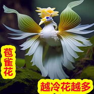 【年宵花卉】濃香型大花稀有花南北方耐寒耐熱室內(nèi)外種植四季開花 苞雀花【過年開花】 首選：宿根大苗一顆【開花爆滿】多年生