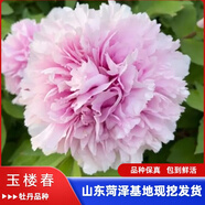 牡丹花苗盆栽正宗菏澤帶花苞牡丹花種大苗纏枝重瓣花卉牡丹花樹苗 43玉樓春【菏澤發(fā) 帶芽包活 】