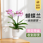 臨雅【帶花帶盆】蝴蝶蘭盆栽大花型客廳帶花苞年宵花卉開業(yè)送禮真鮮花 粉色系-2花箭+白塑料盆+吊牌