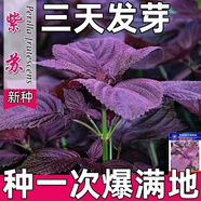 紫蘇種子可食用雙面紅紫蘇大葉紫蘇種子四季耐熱陽臺盆栽蔬菜種子 可食用雙面紫葉紫蘇種子2包600