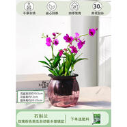 石斛蘭室內盆栽桌面花卉辦公室綠植帶花栽好淡香蘭花懶人花卉植物 玫瑰粉色南瓜玻璃盆石斛蘭+ 帶盆栽好