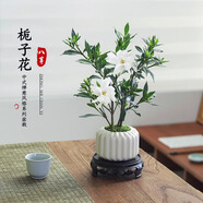 八芽小葉梔子花盆栽開花植物室內(nèi)桌面茶幾好養(yǎng)花卉綠植辦公室凈化空氣 小葉梔子花-陶瓷豎紋盆-密胺托 帶盆栽好