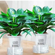 綠有意金鉆盆栽植物水培綠植花卉多肉辦公室內去吸除甲醛鉑金鉆綠公主 【2盆】金鉆25cm3棵(早安盆) 含盆