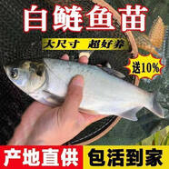 白鰱魚苗特大號白蓮優(yōu)質(zhì)鰱半斤八兩大頭花鰱胖頭魚苗鮮活淡水大魚 優(yōu)質(zhì)白鰱魚苗 8-12厘米20條送 防損